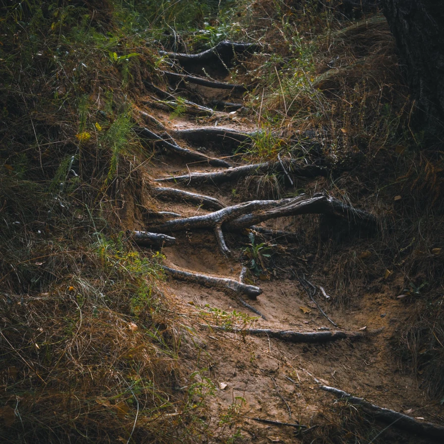 Raíces de un árbol al descubierto formando escalones en un sendero de tierra