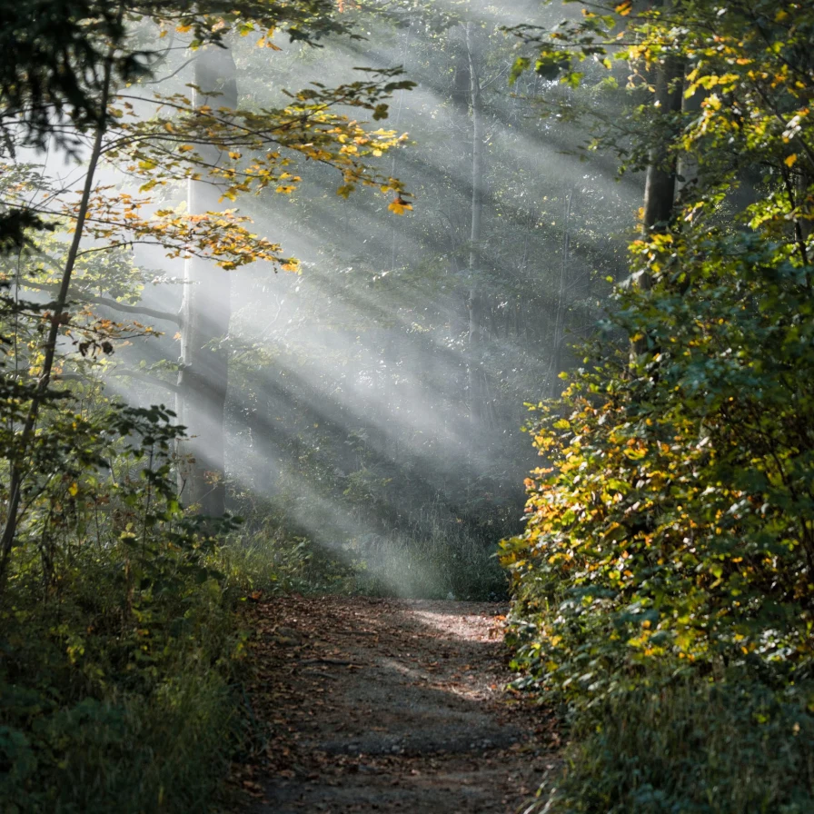 Sendero entre árboles con rayos de sol atravesando la niebla