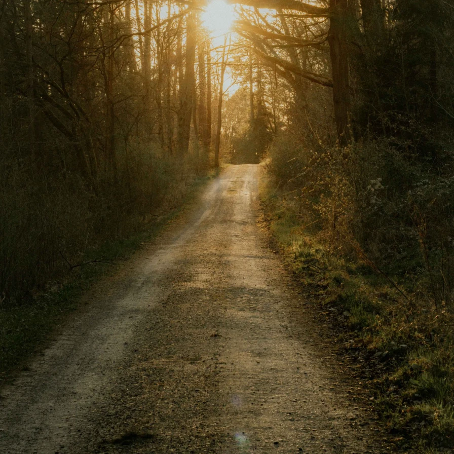 Camino de tierra entre árboles hacia el sol que entra entre las ramas